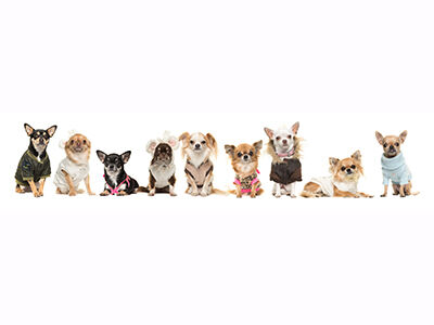 Dog Apparel Trends